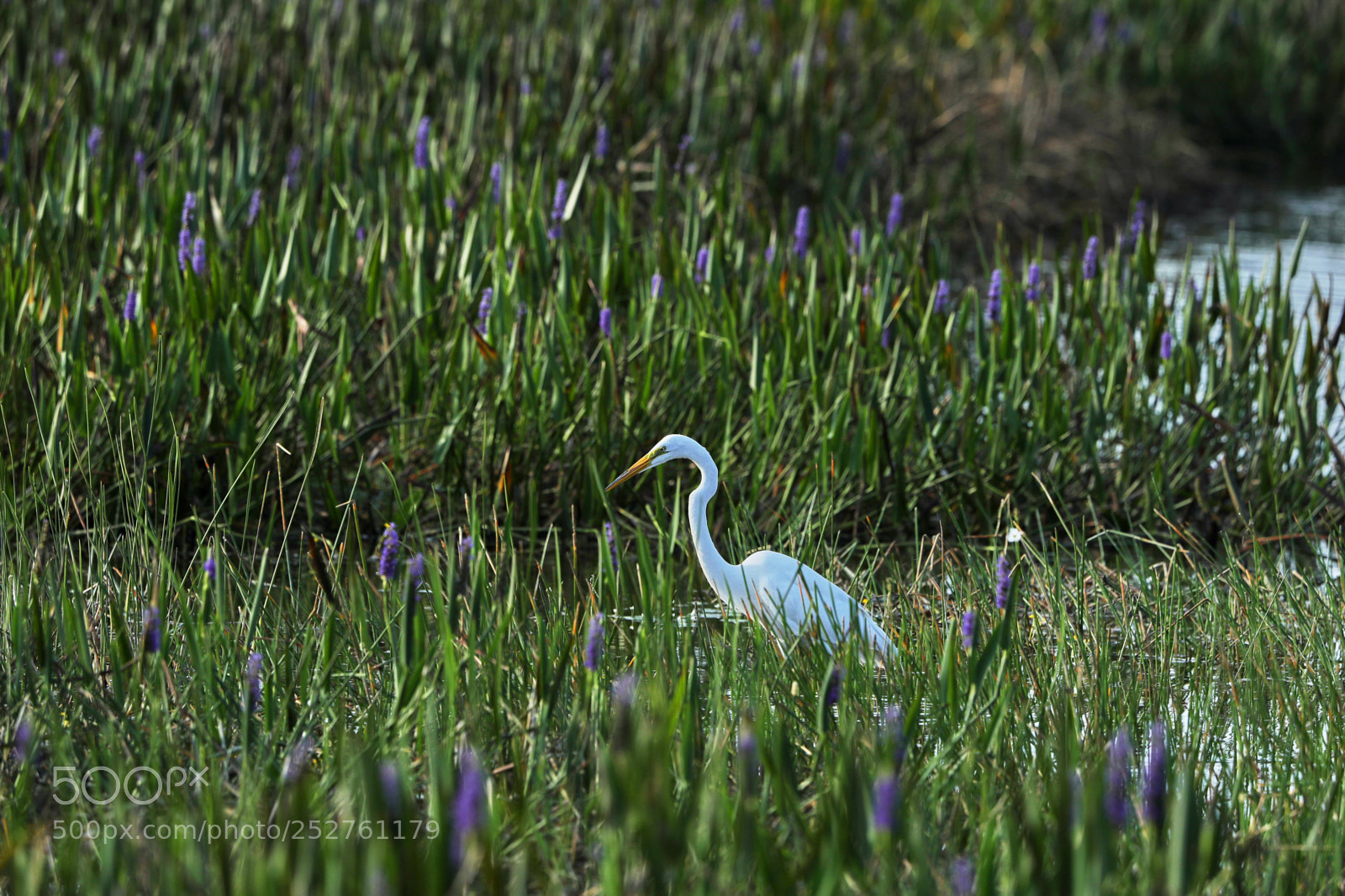 Canon EOS-1D X Mark II sample photo. 04-08-18-0011156.jpg photography