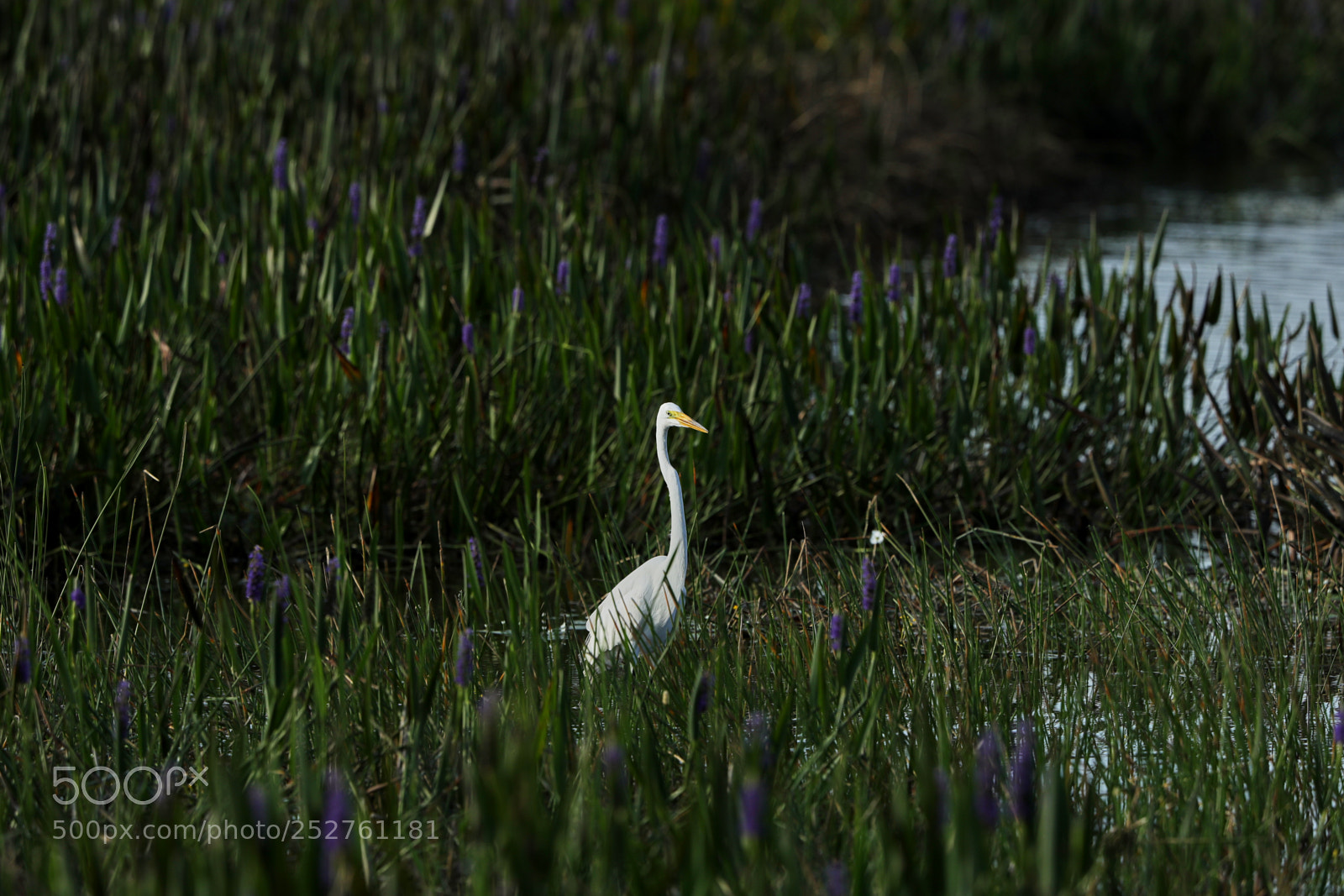 Canon EOS-1D X Mark II sample photo. 04-08-18-0011158.jpg photography