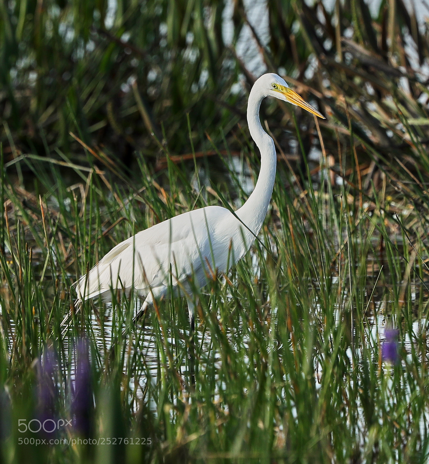 Canon EOS-1D X Mark II sample photo. 04-08-18-0011153.jpg photography