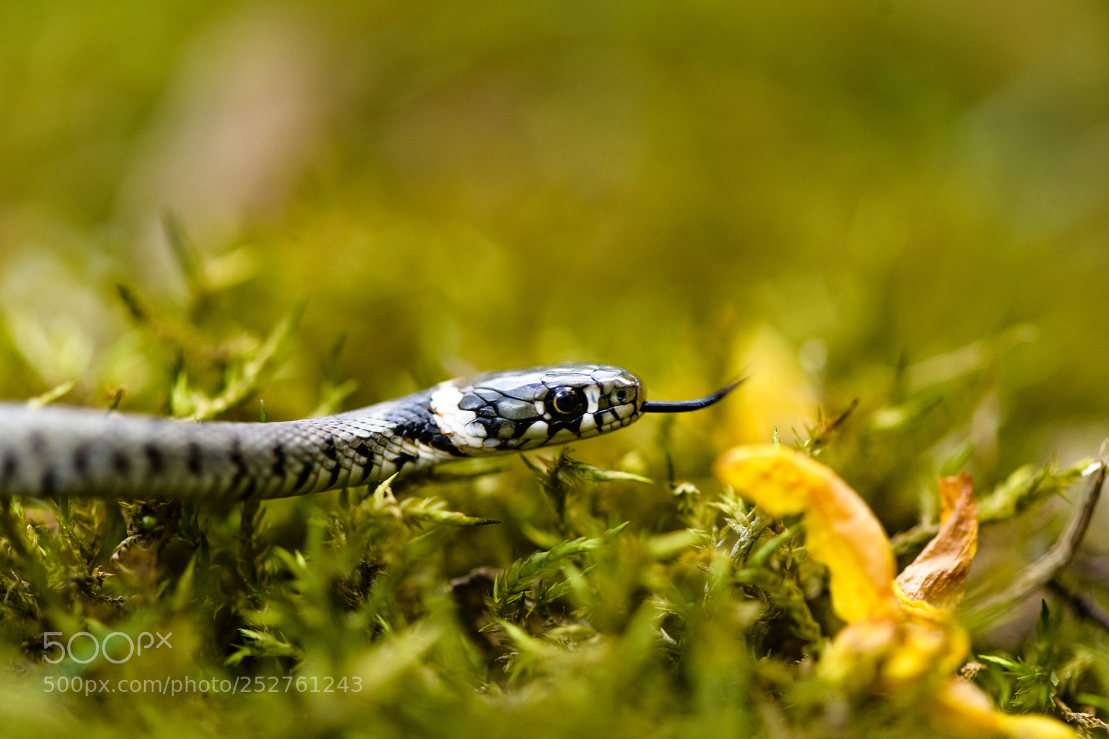 Nikon D850 sample photo. Couleuvre à collier photography