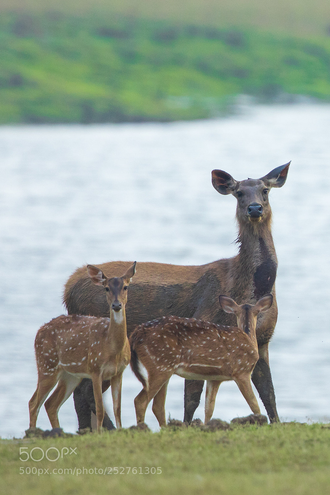 Canon EOS 5D Mark IV sample photo. Sambar and spotted dear.. photography