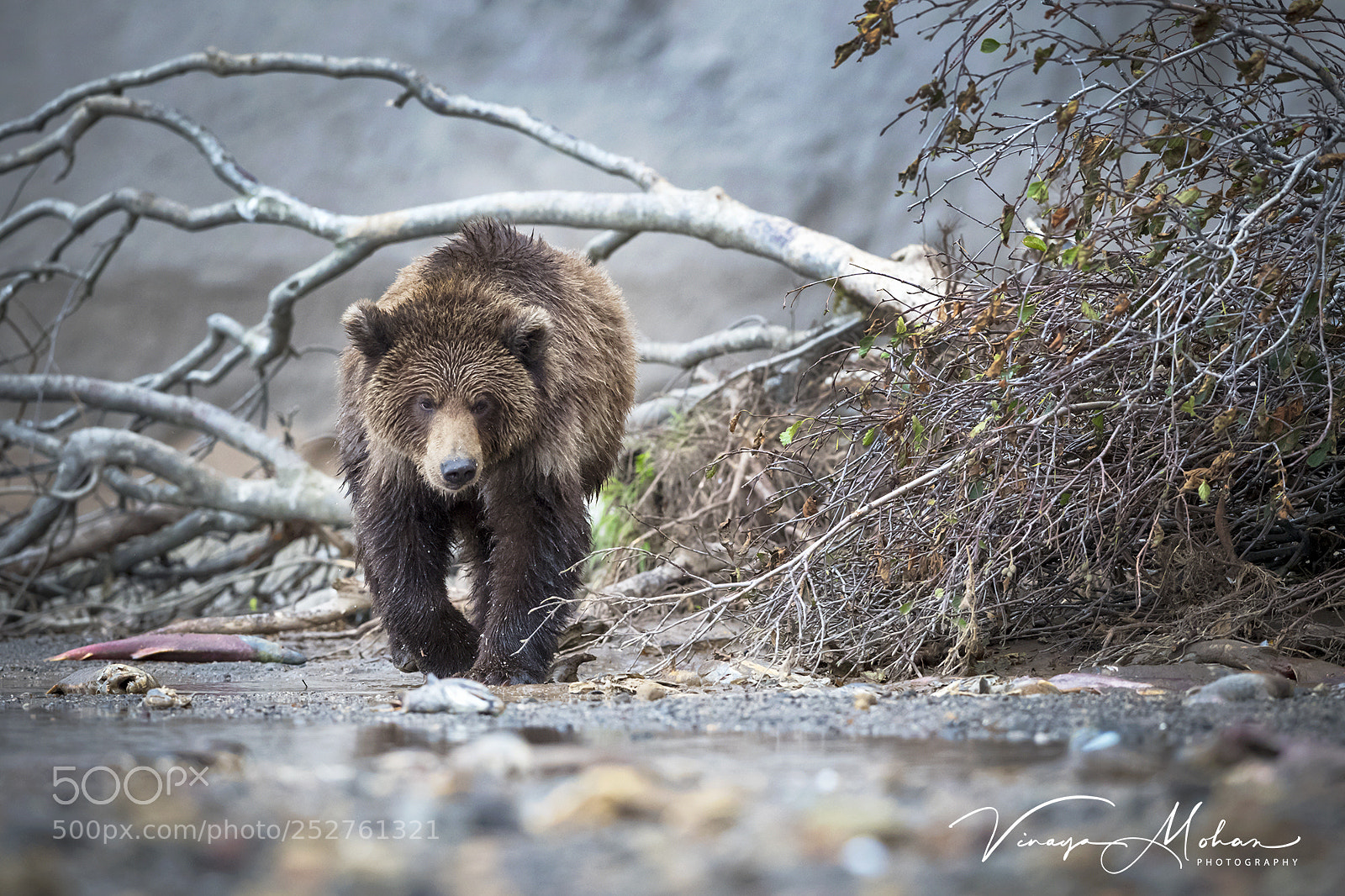 Nikon D5 sample photo. Brown bear photography