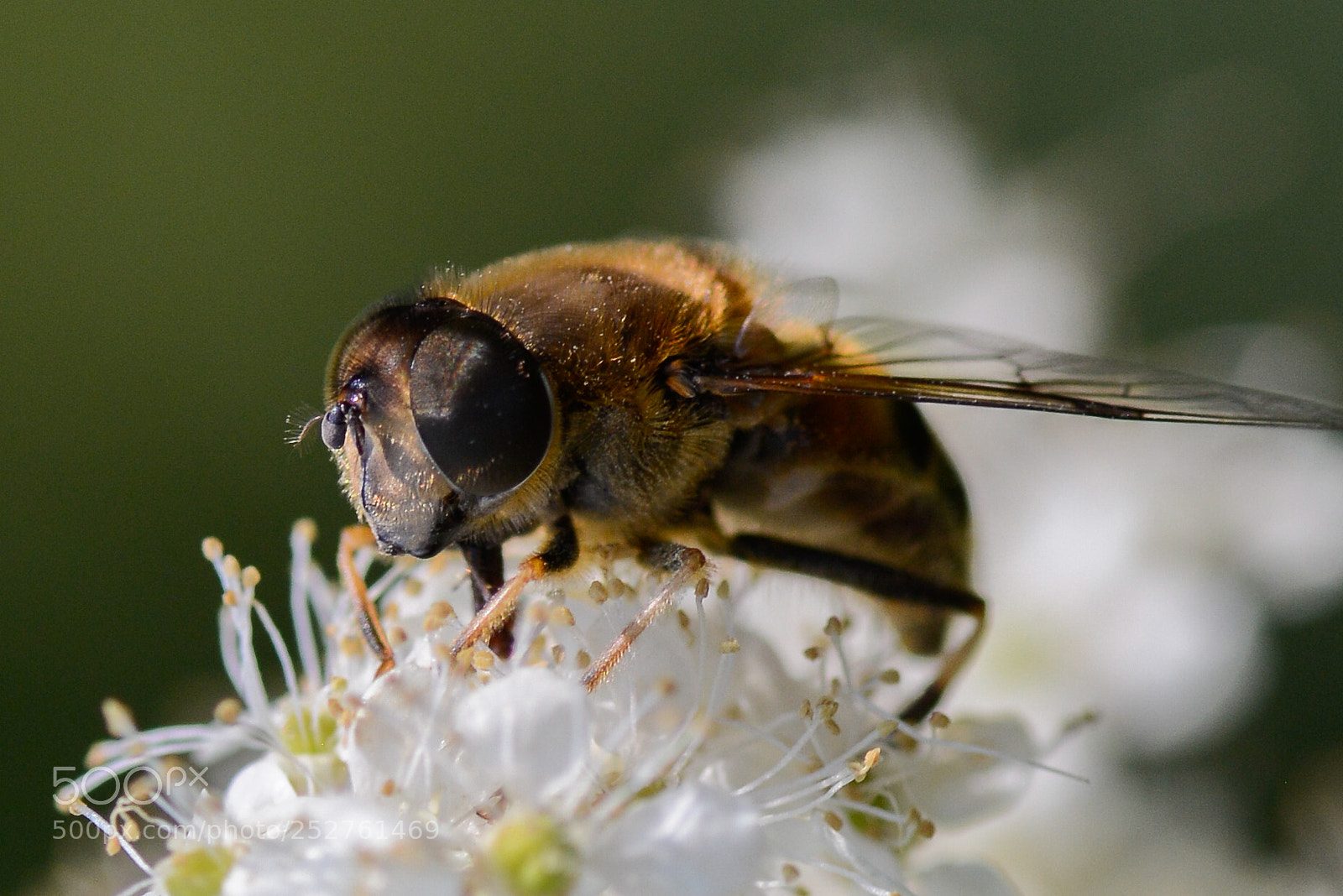 Nikon D800 sample photo. Busy bee photography