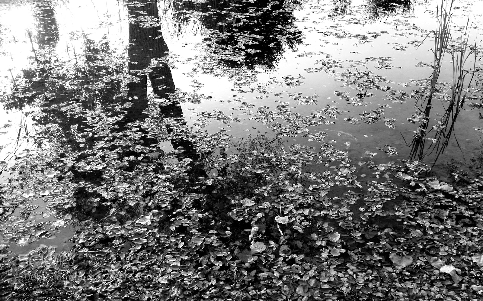 Samsung Galaxy S5 sample photo. Tree reflection photography