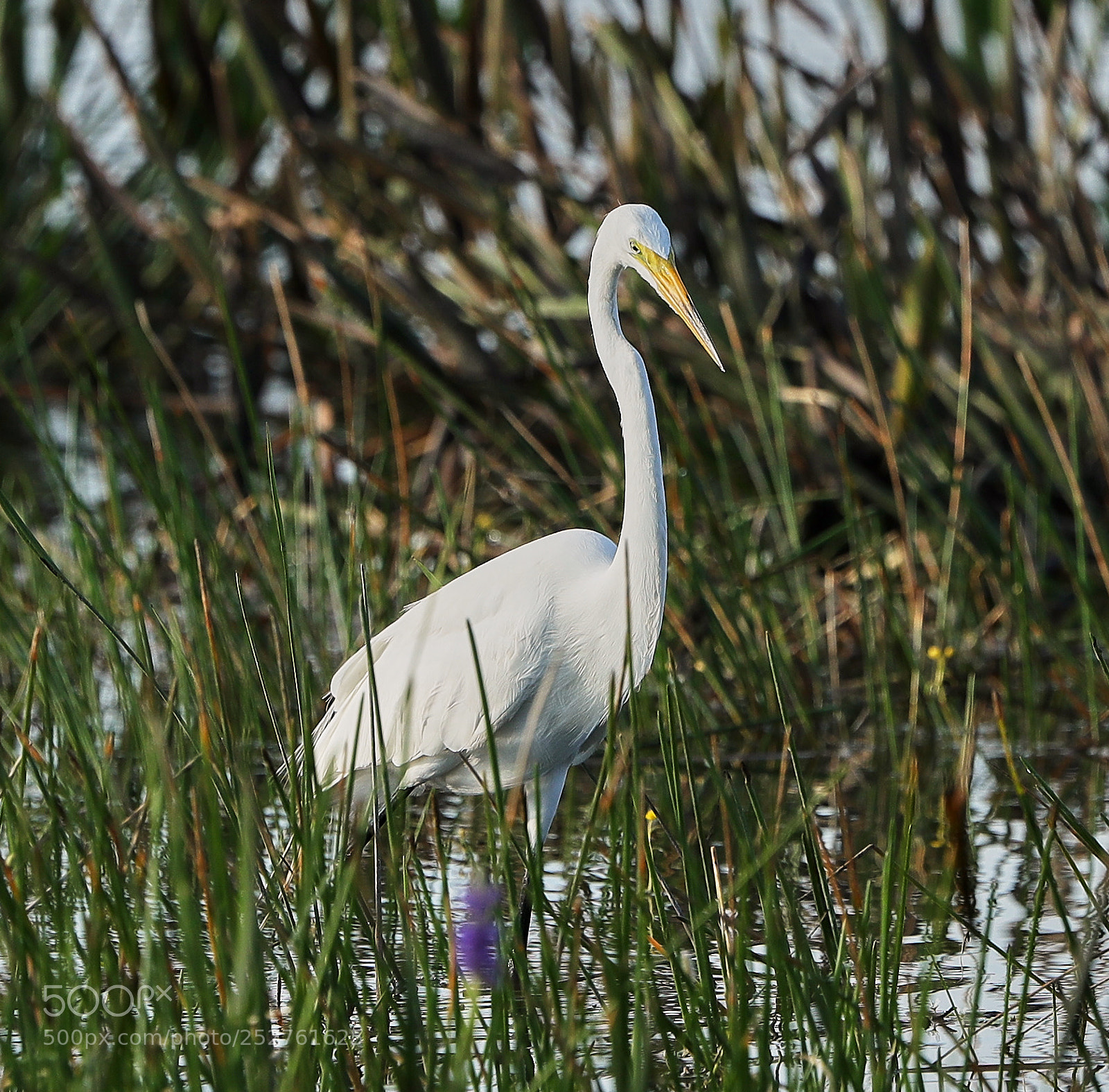 Canon EOS-1D X Mark II sample photo. 04-08-18-0011151.jpg photography