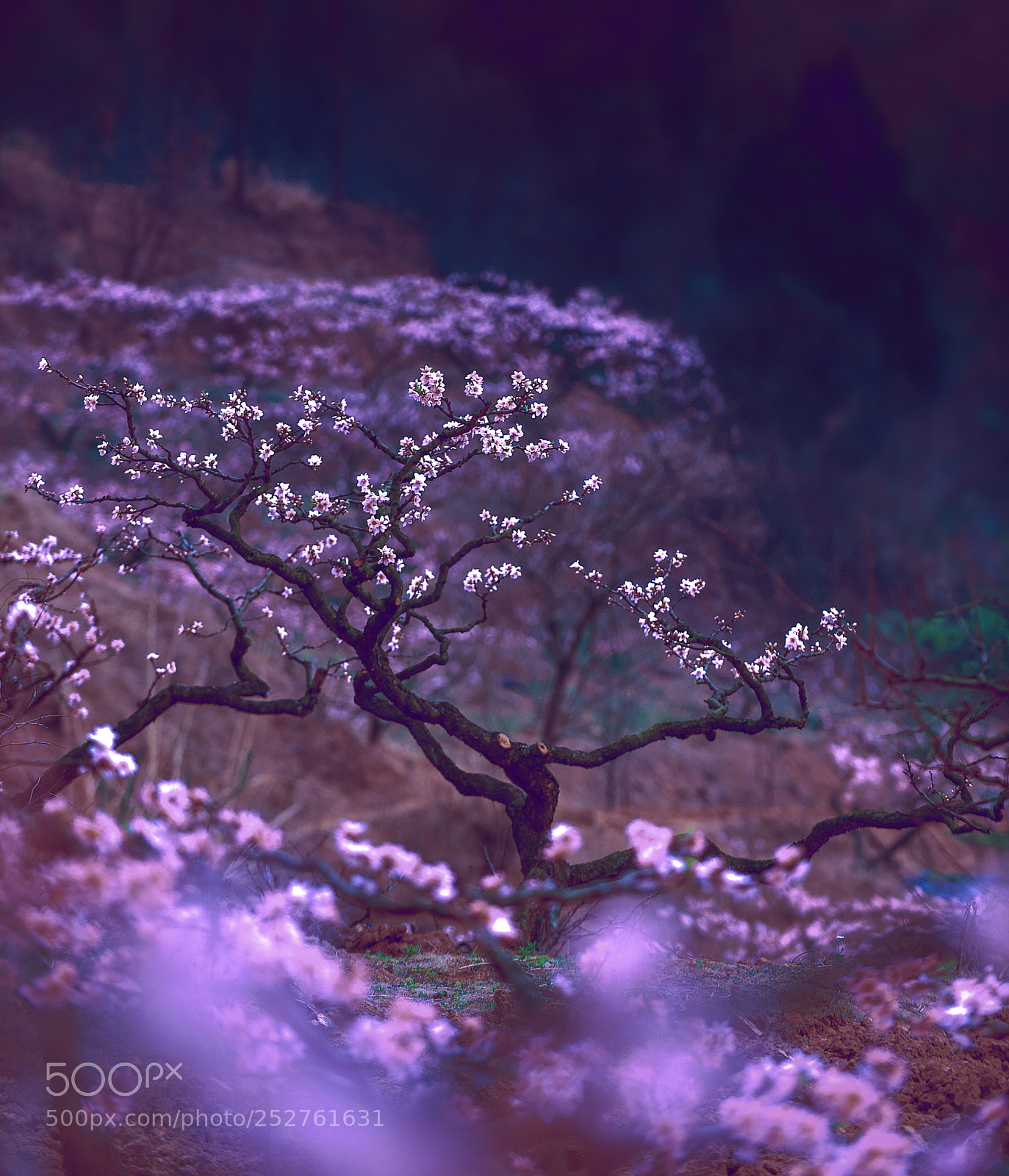 Nikon D810 sample photo. 桃枝妖妖 photography