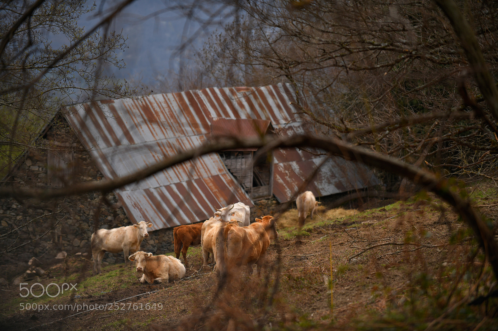 Nikon D850 sample photo. Vaches des pyr n photography