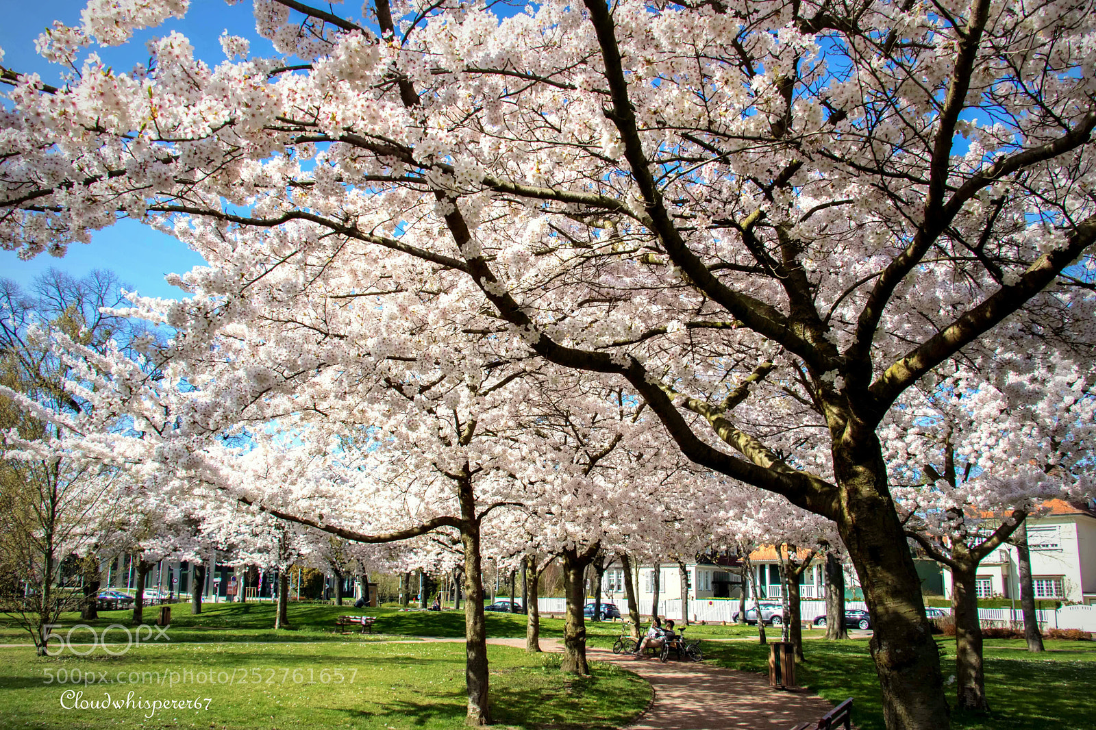 Canon EOS 760D (EOS Rebel T6s / EOS 8000D) sample photo. Cherry trees with white photography
