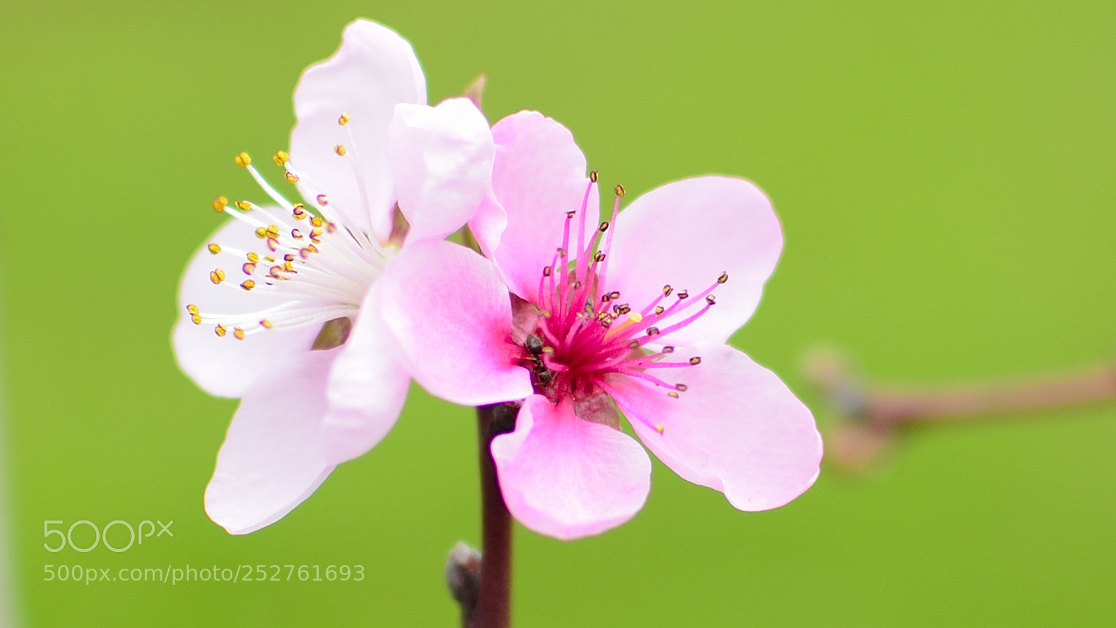 Nikon D5100 + Nikon AF-S DX Nikkor 35mm F1.8G sample photo. Spring flowers photography