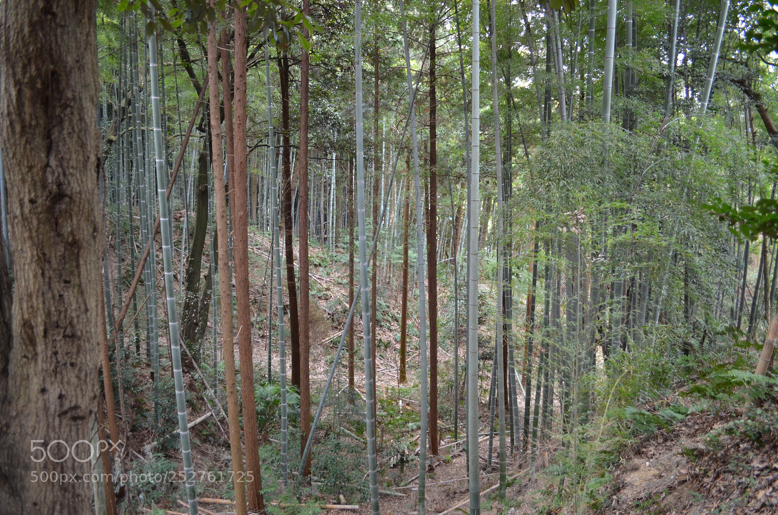 Nikon D5100 sample photo. Bamboo photography