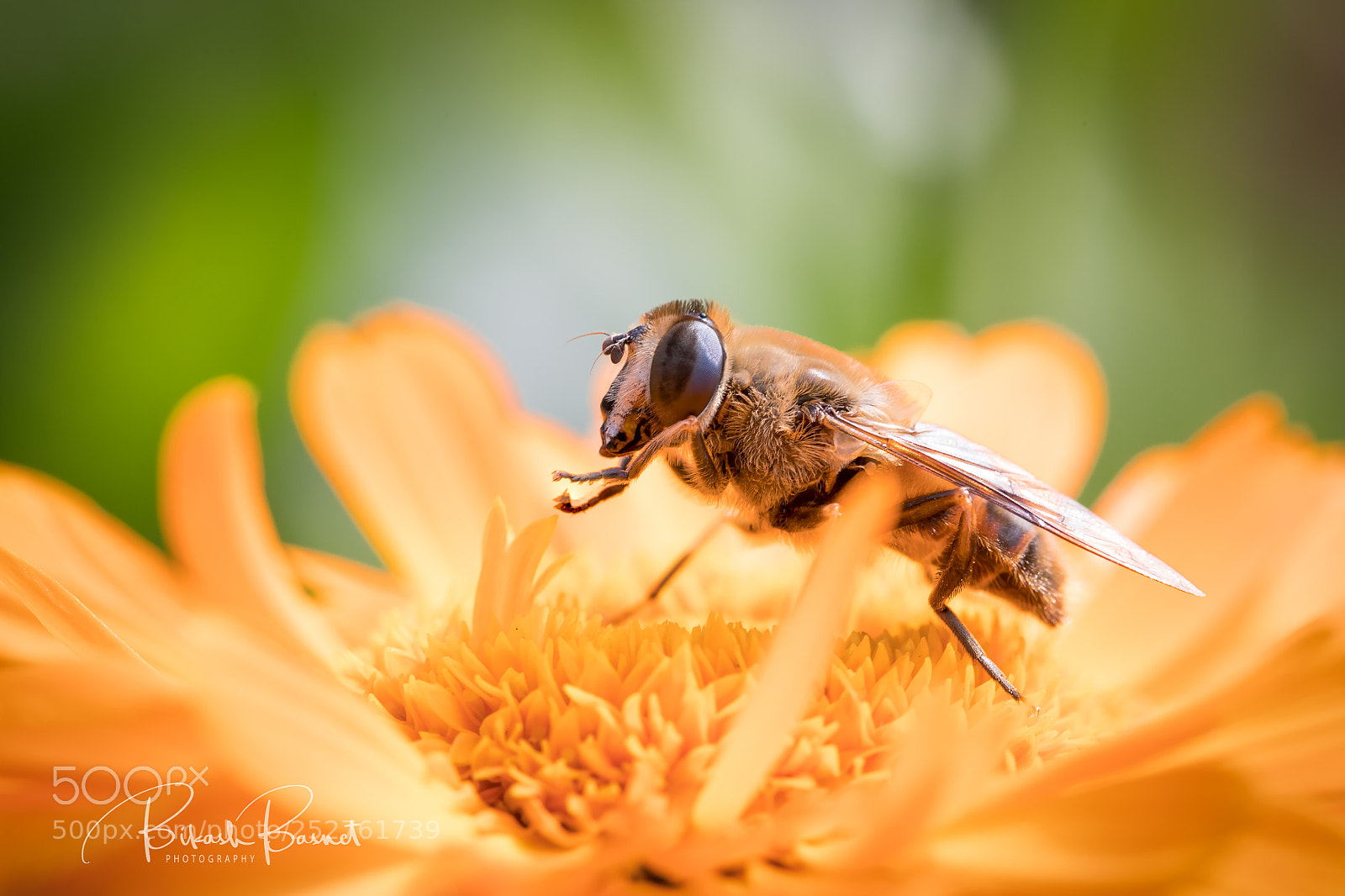 Canon EOS-1D X Mark II sample photo. Nectar syrup photography
