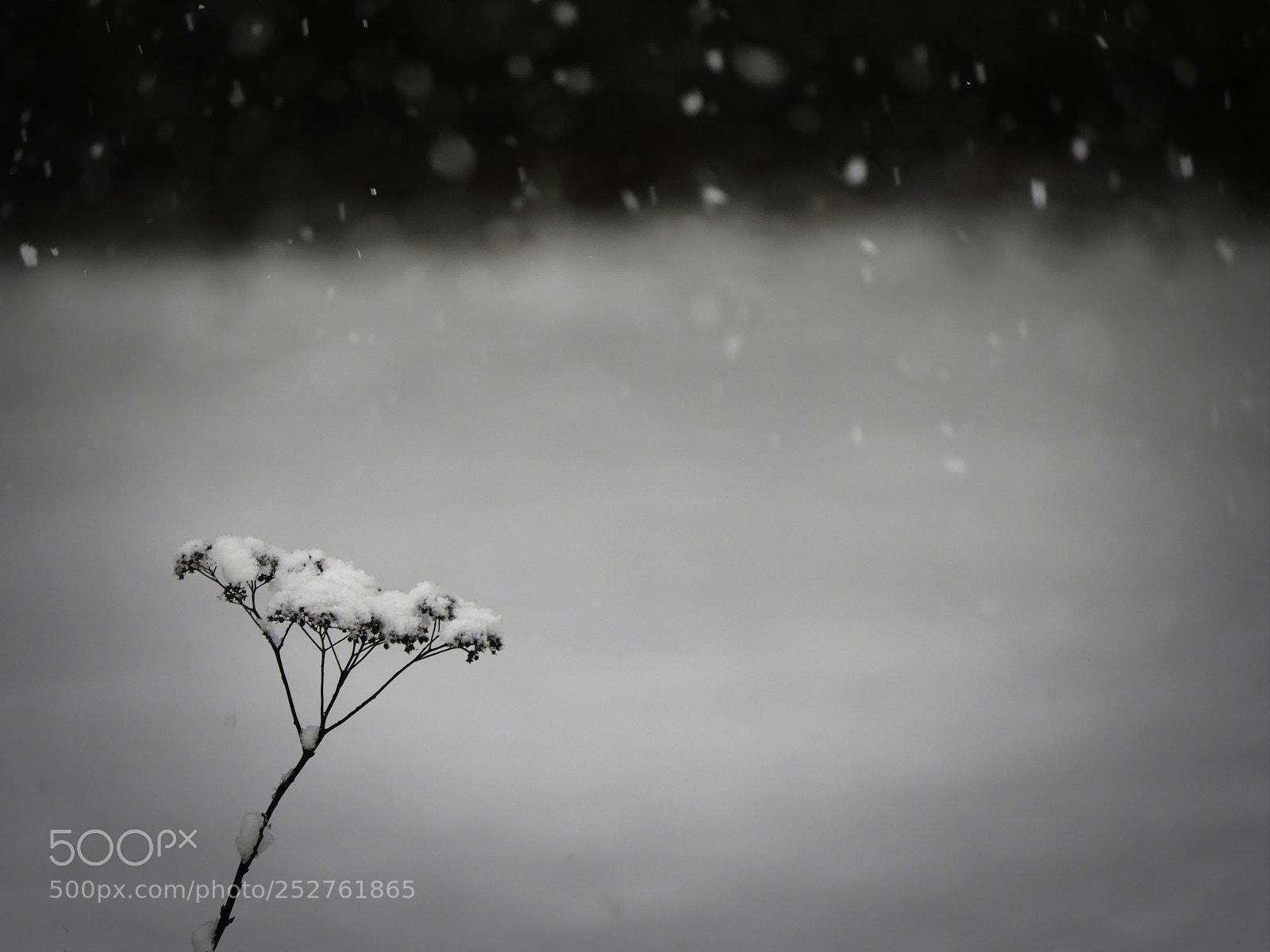 Panasonic Lumix DMC-GX8 sample photo. Snow flower photography