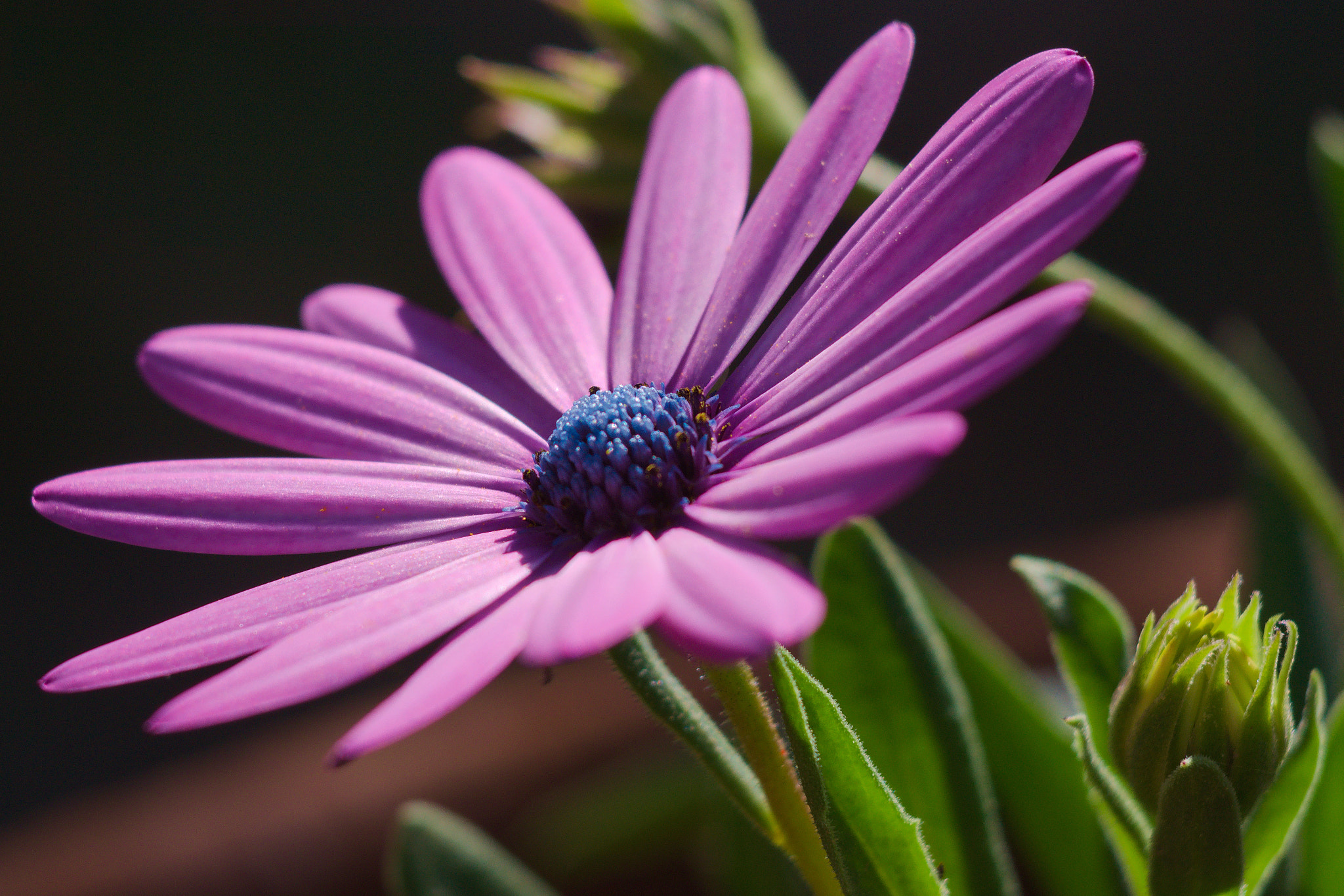 Sigma 70-300mm F4-5.6 APO DG Macro sample photo. Margarita photography