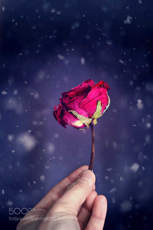 Canon EOS 550D (EOS Rebel T2i / EOS Kiss X4) sample photo. A little rose photography