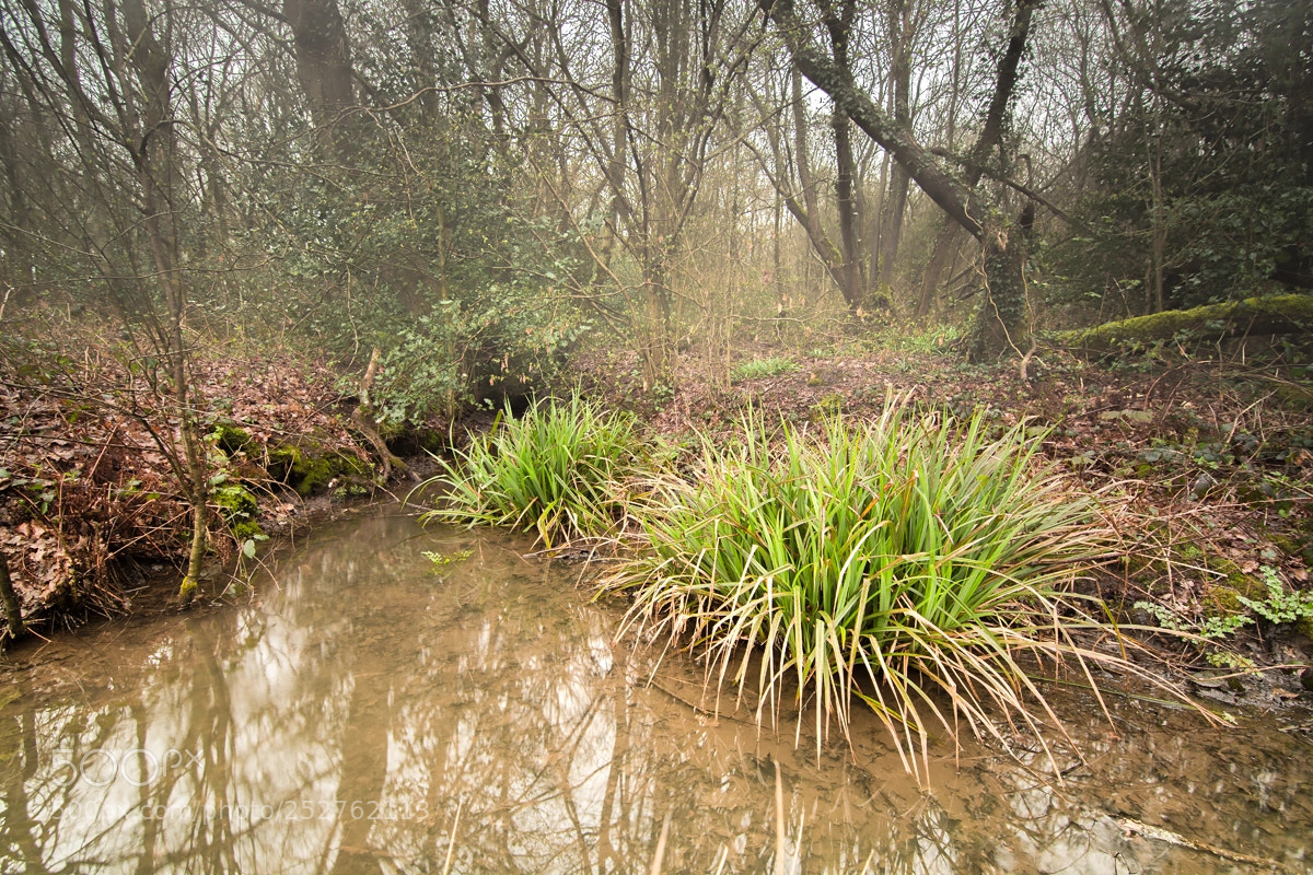 Nikon D7100 sample photo. Grass in a water photography