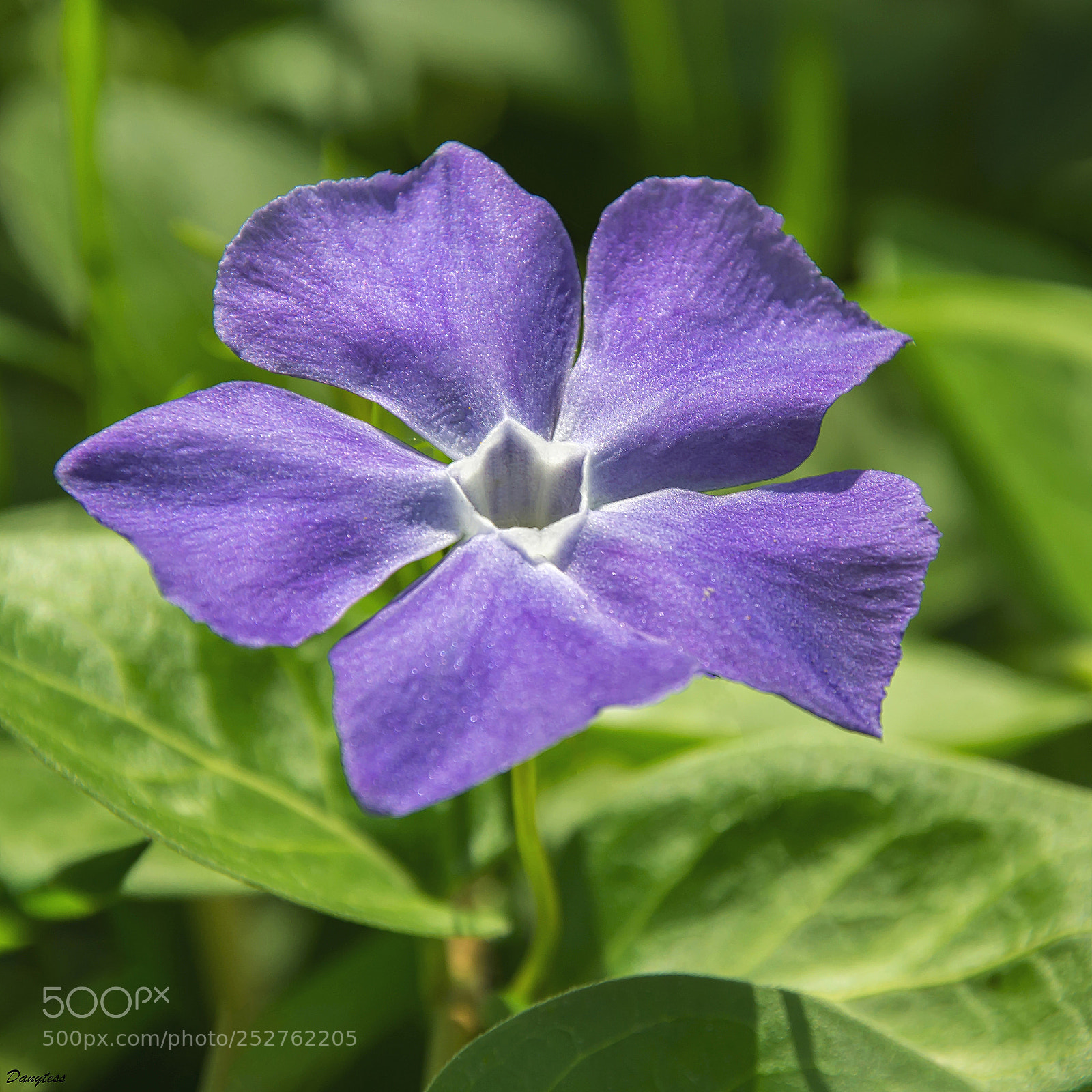 Nikon D7100 sample photo. Pervenche ( vinca minor ) photography