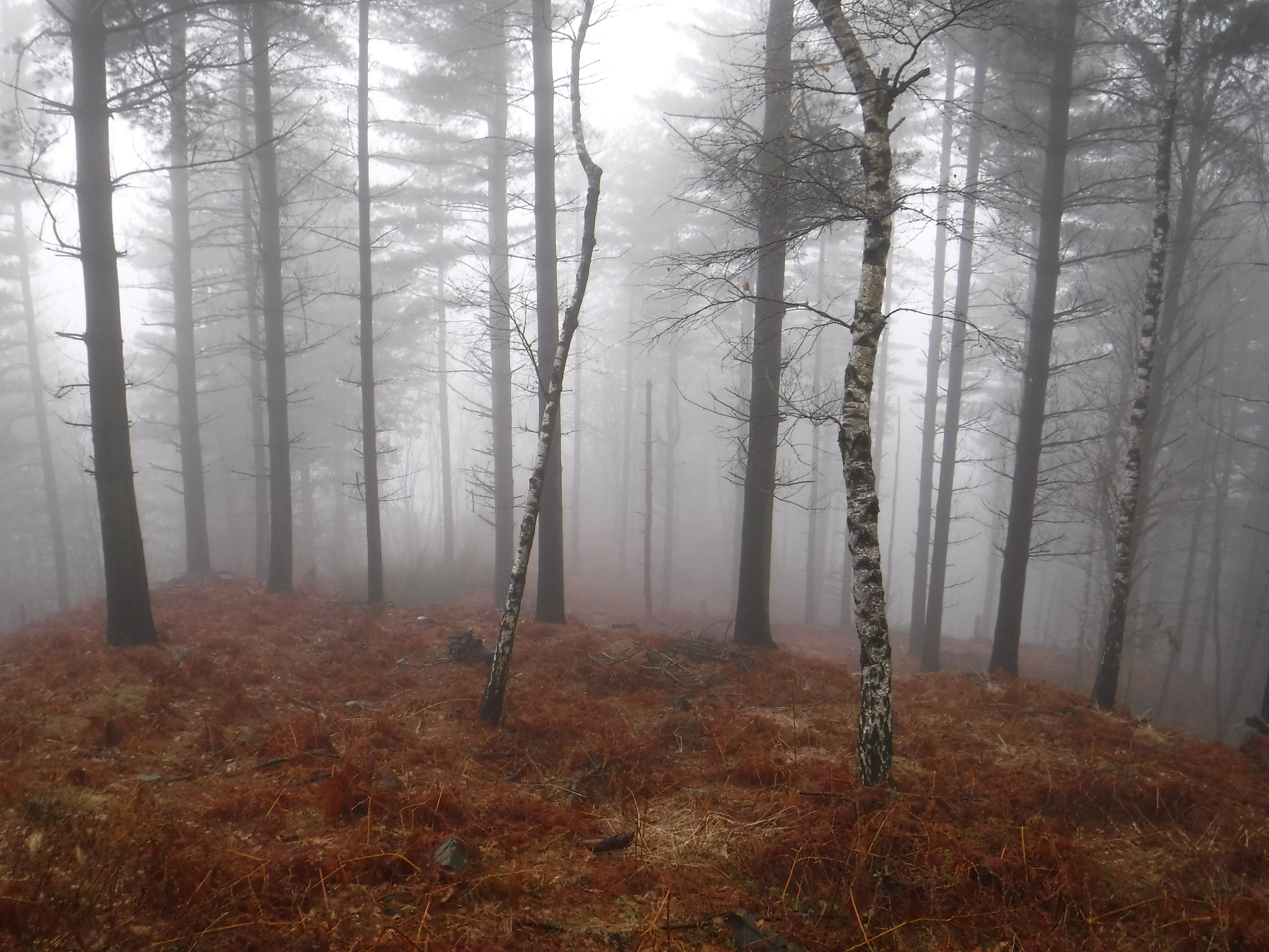 Fujifilm FinePix XP120 sample photo. Sleeping forest covered in fog photography