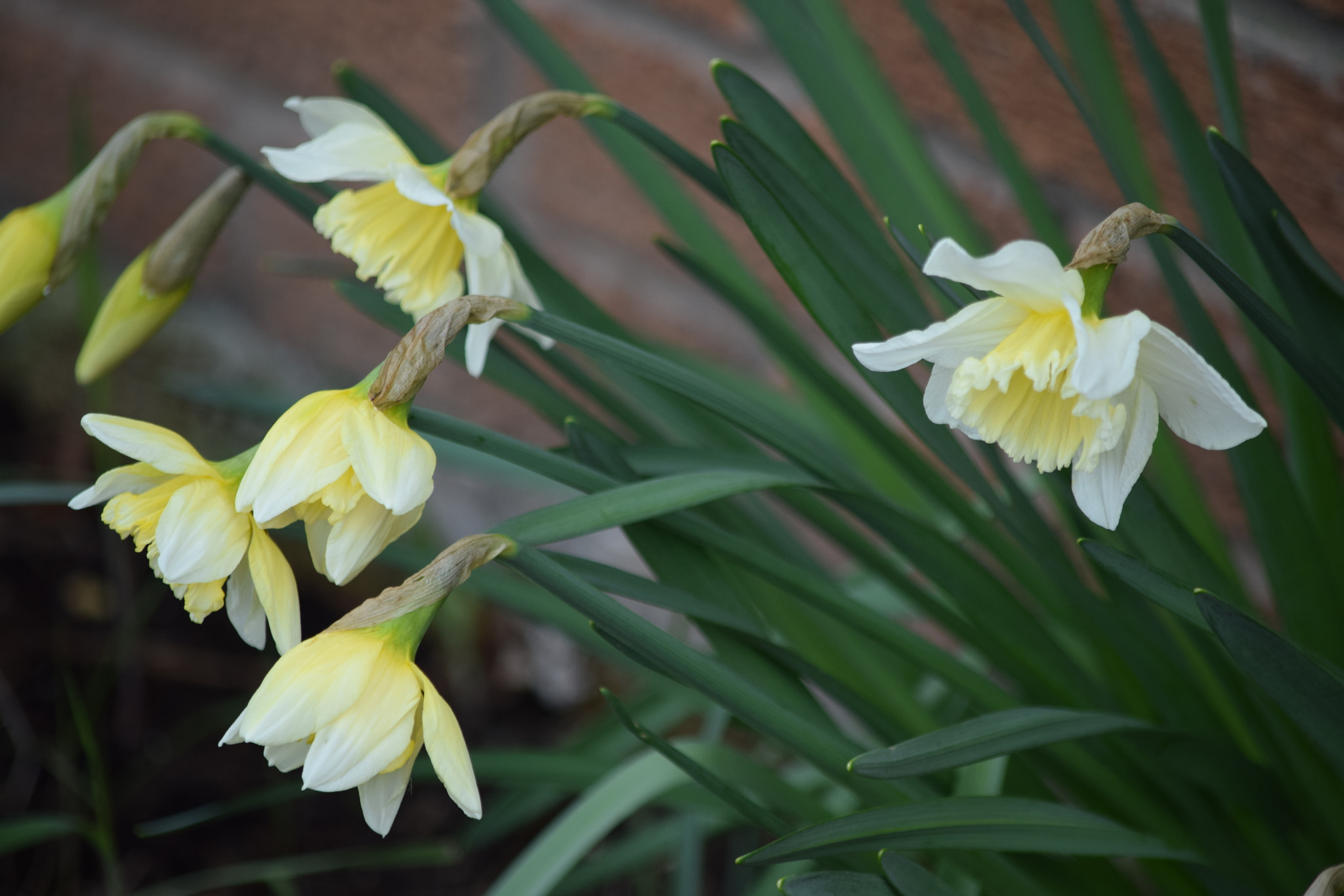 Nikon D5300 sample photo. Dsc photography