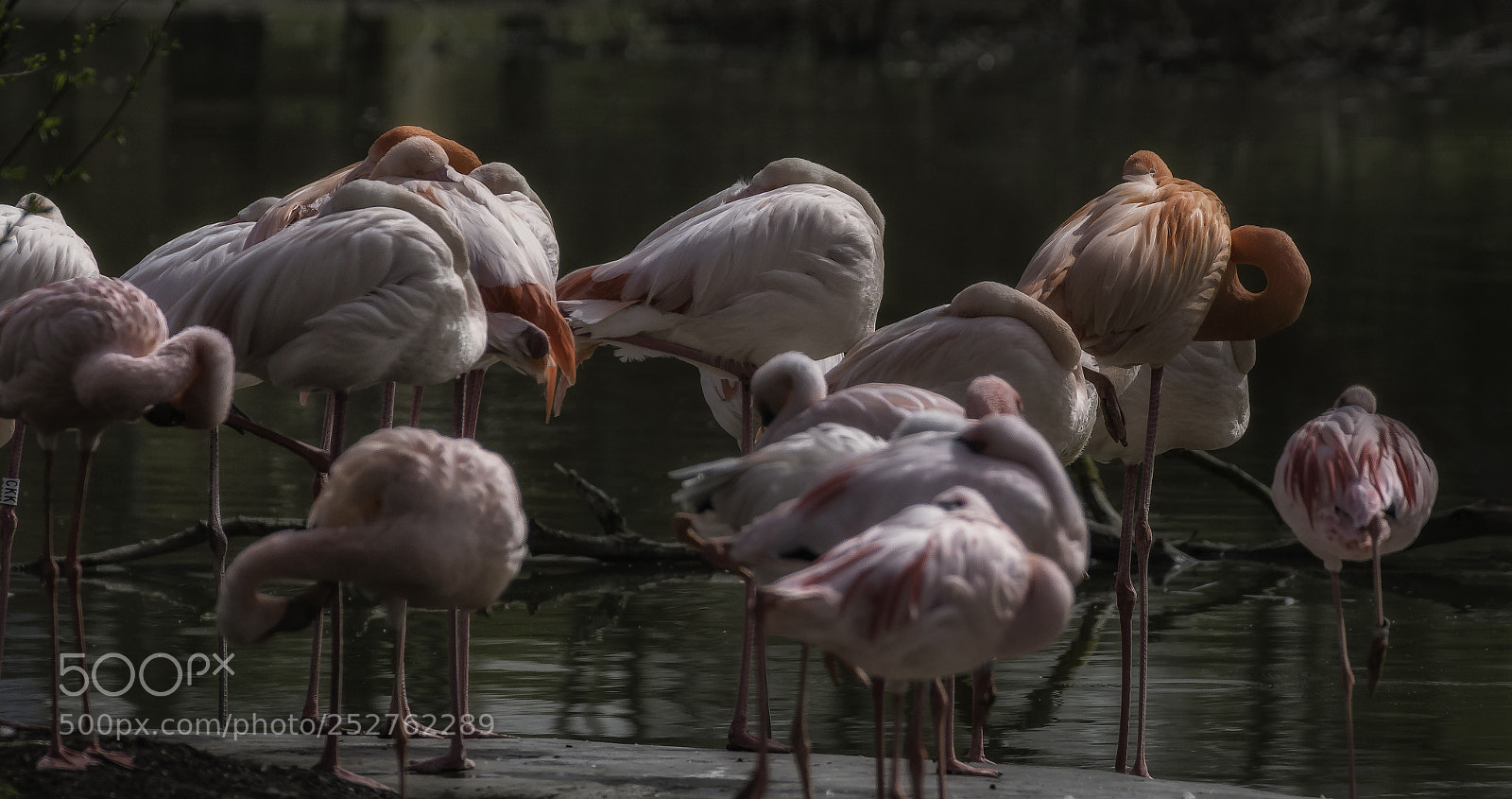 Nikon D7100 sample photo. Flamingos photography