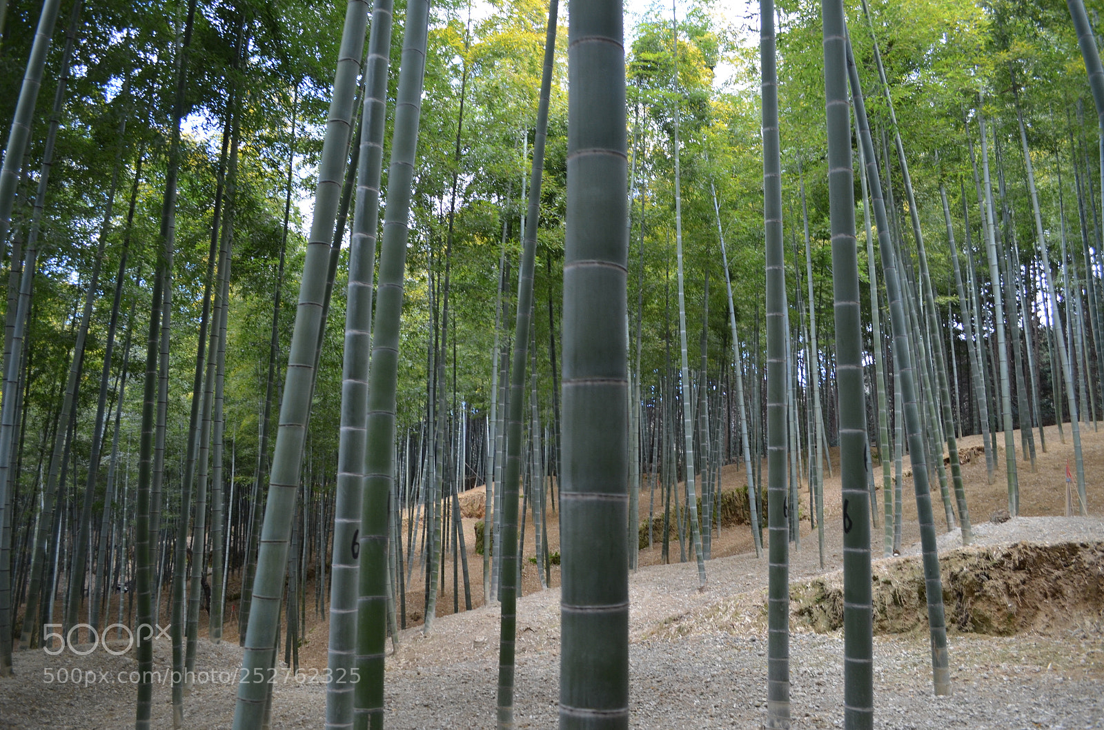 Nikon D5100 sample photo. Bamboo photography
