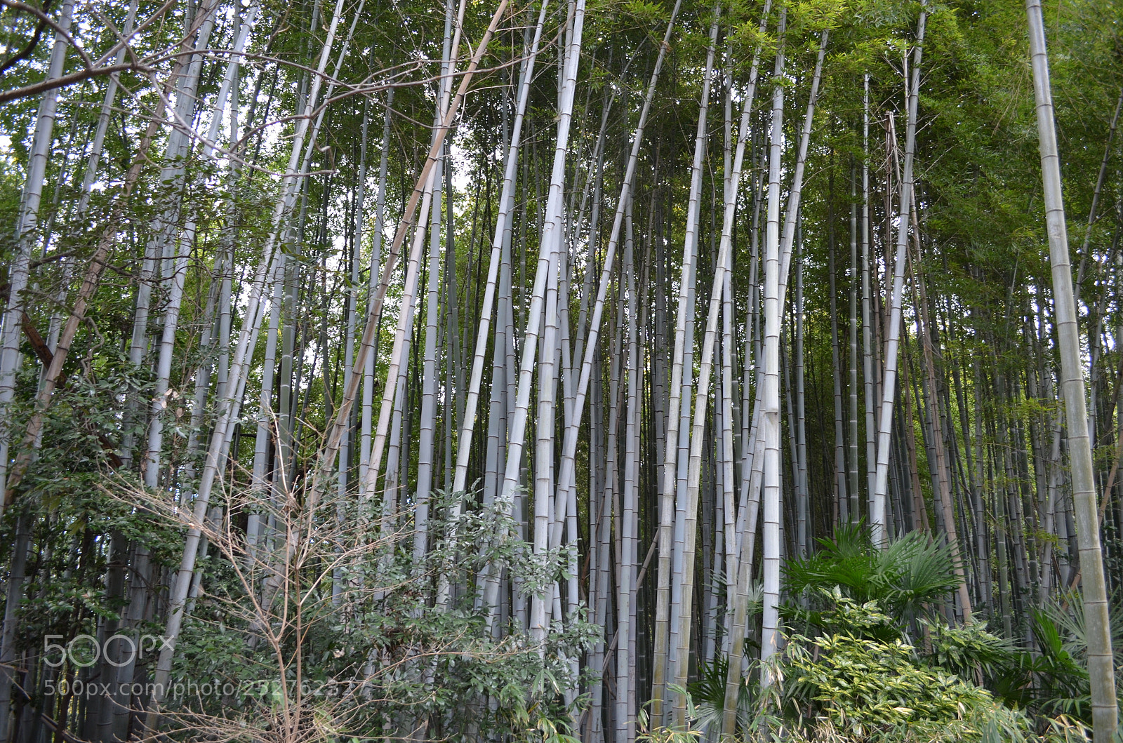 Nikon D5100 sample photo. Bamboo photography