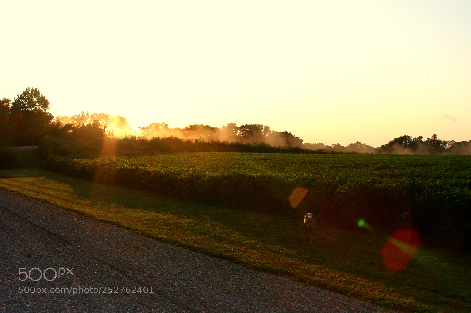 Canon EOS 20D sample photo. Sunset road photography