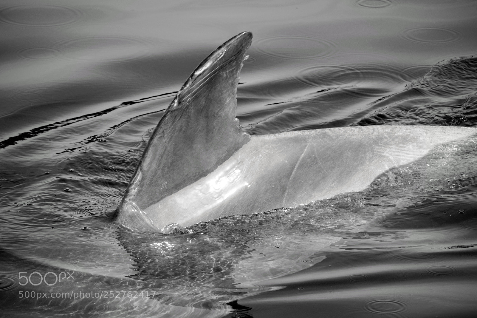 Olympus OM-D E-M10 II sample photo. Dolphin photography