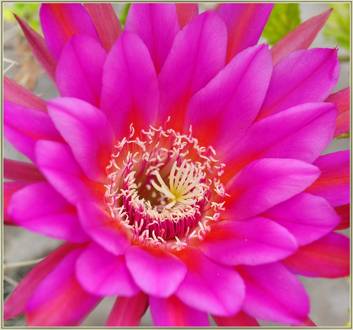 Sigma 105mm F2.8 EX DG OS HSM sample photo. Cactus bloom photography