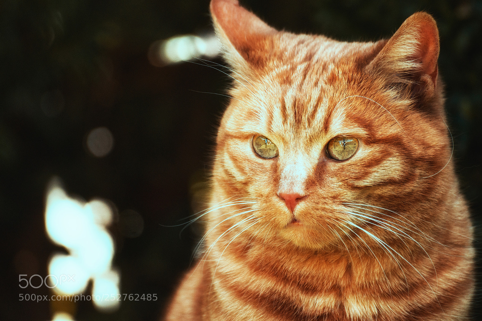 Sony SLT-A58 sample photo. Stare photography