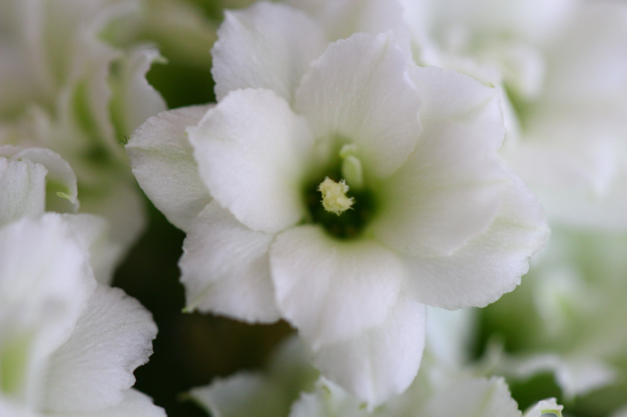 Canon EF 100mm F2.8L Macro IS USM sample photo. Img photography