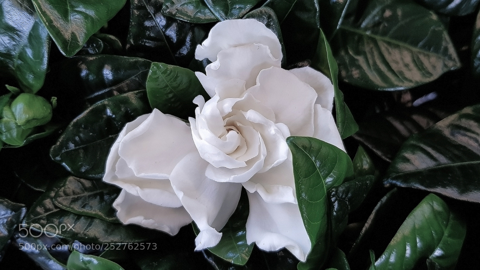 Samsung Galaxy S8 sample photo. A stunning gardenia i photography