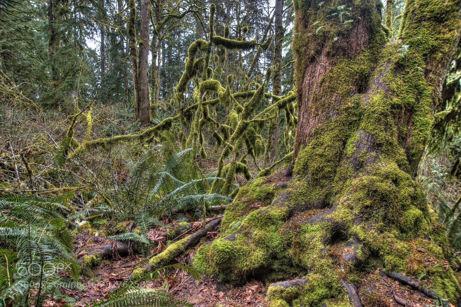 Nikon D800 sample photo. Snoq falls photography