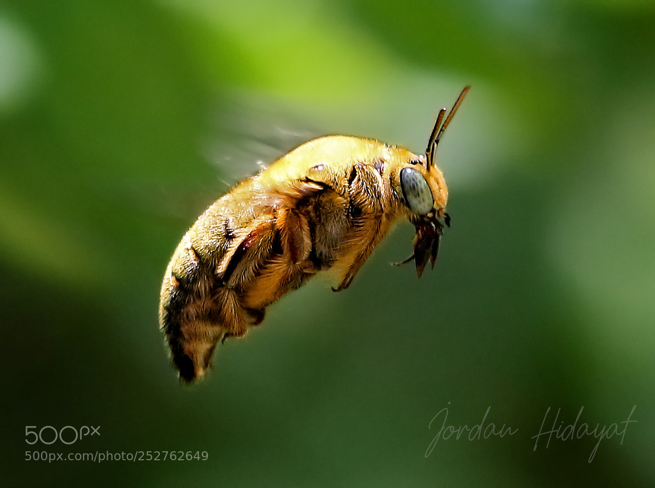Canon EOS 700D (EOS Rebel T5i / EOS Kiss X7i) sample photo. The bumble bee photography