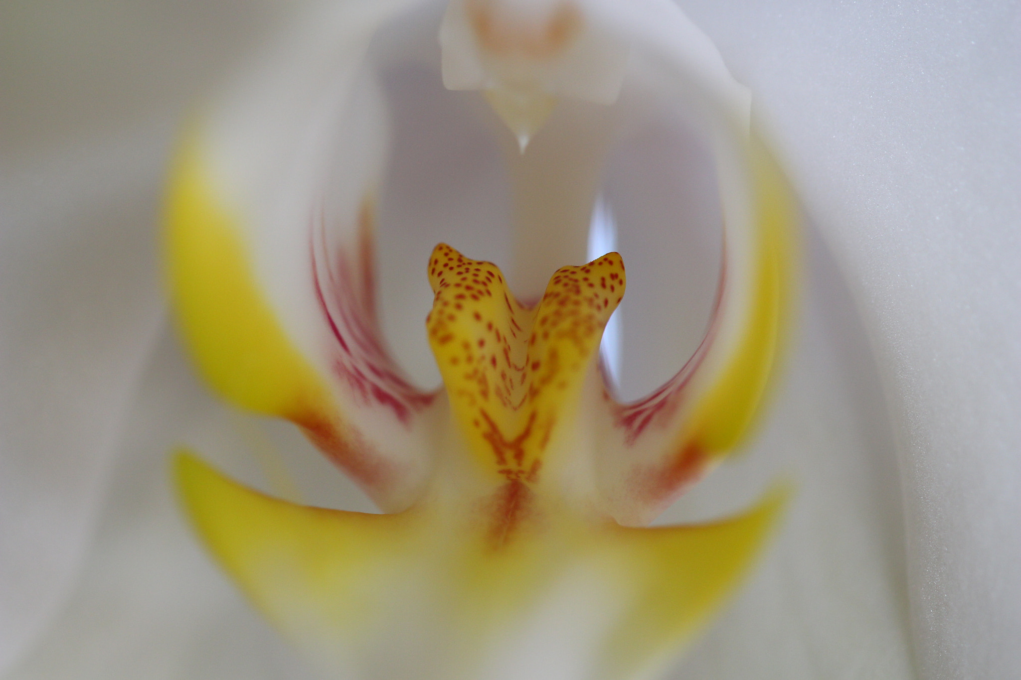 Canon EF 100mm F2.8L Macro IS USM sample photo. Img photography
