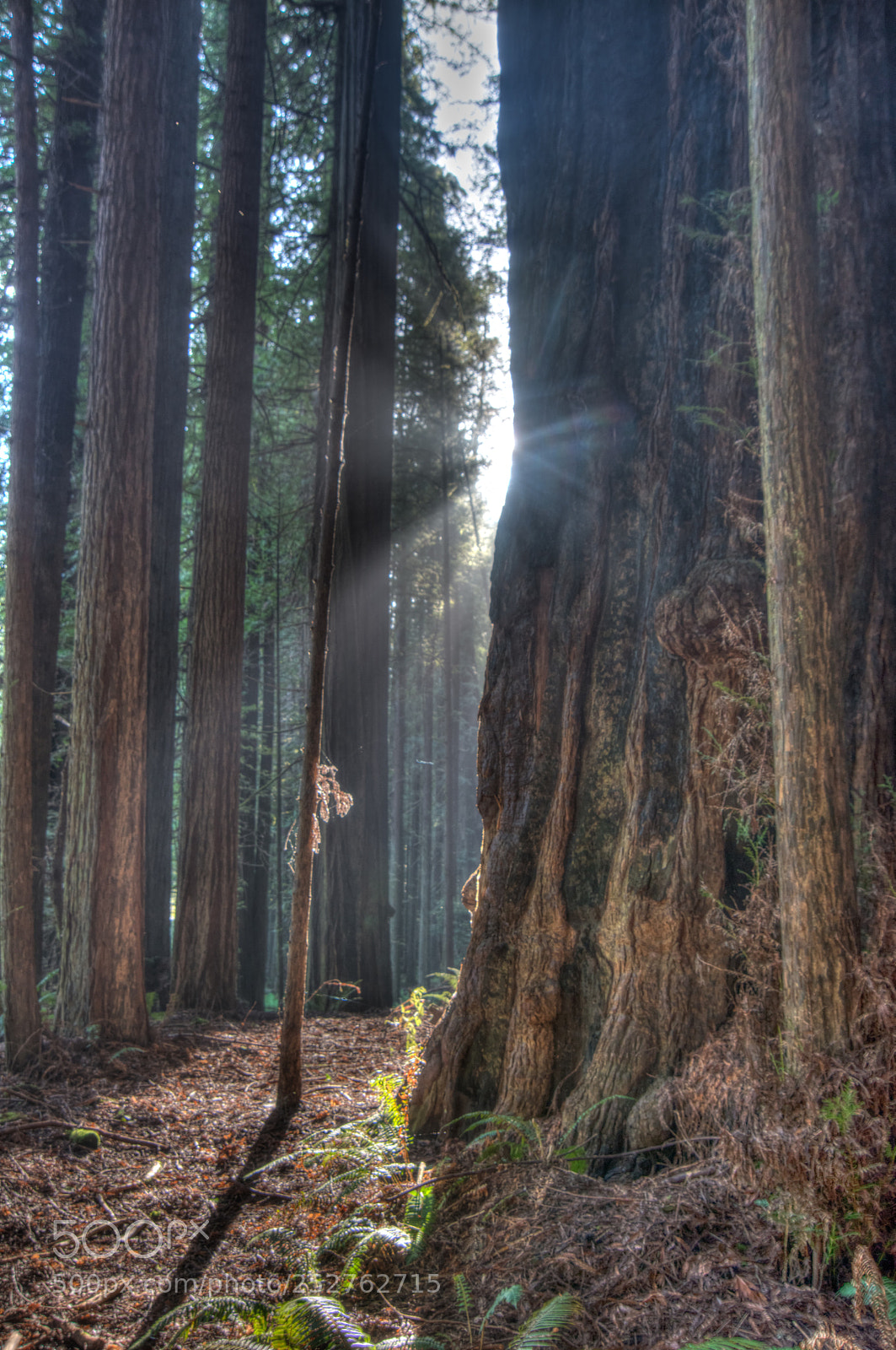 Nikon D800 sample photo. Humbolt redwoods photography