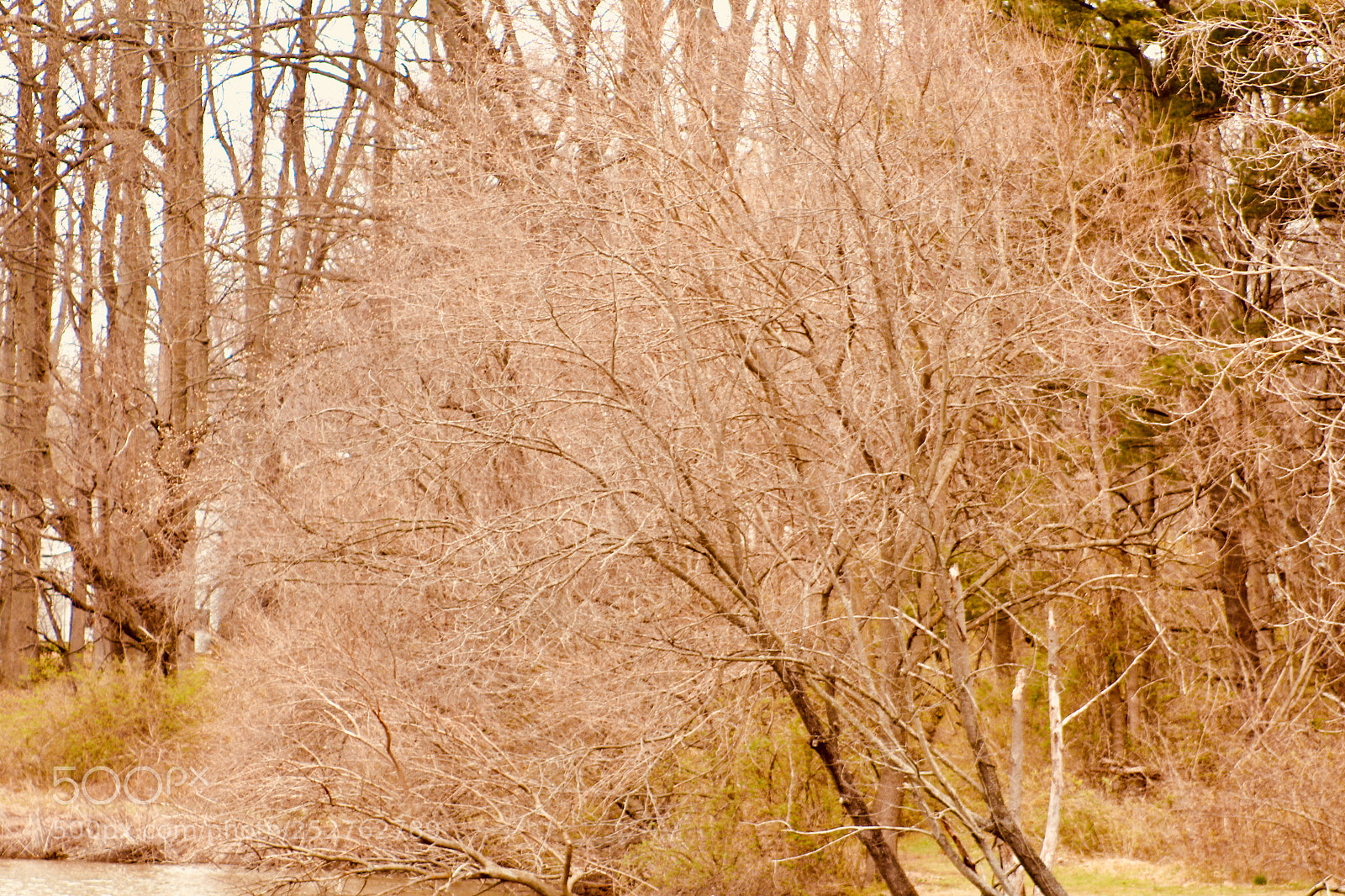 Canon EOS 1300D (EOS Rebel T6 / EOS Kiss X80) sample photo. Tree photography