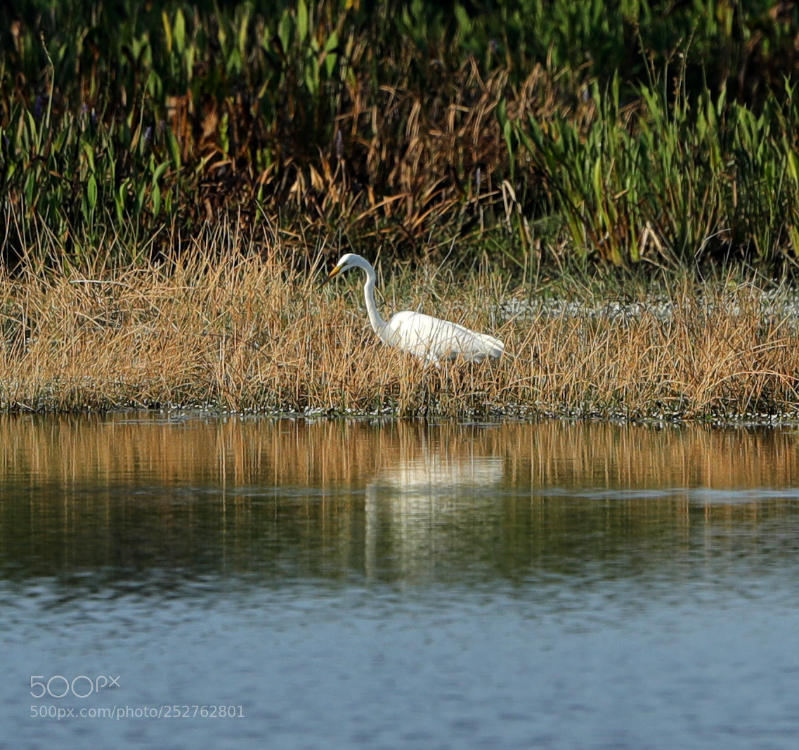 Canon EOS-1D X Mark II sample photo. 04-08-18-0011216.jpg photography