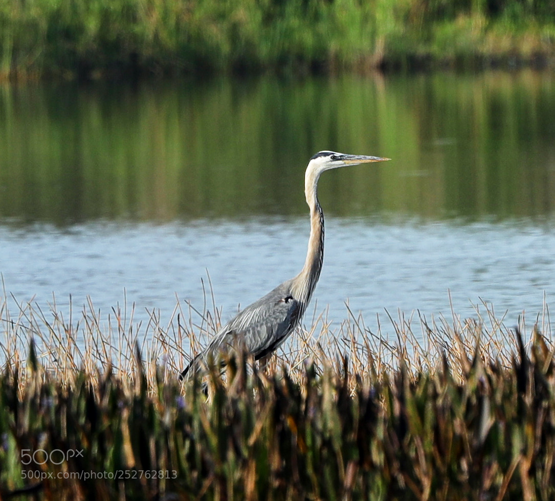 Canon EOS-1D X Mark II sample photo. 04-08-18-0011215.jpg photography