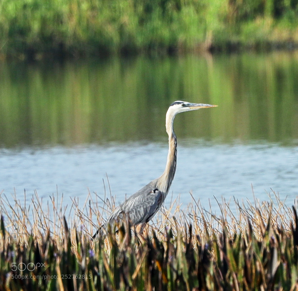 Canon EOS-1D X Mark II sample photo. 04-08-18-0011214.jpg photography