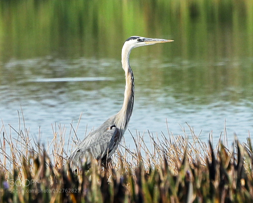 Canon EOS-1D X Mark II sample photo. 04-08-18-0011209.jpg photography