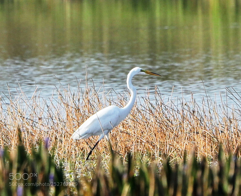 Canon EOS-1D X Mark II sample photo. 04-08-18-0011208.jpg photography