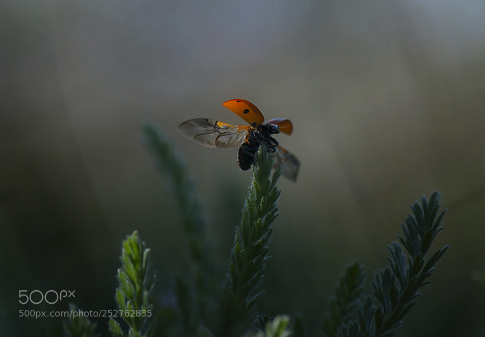 Nikon D90 sample photo. Ladybird photography