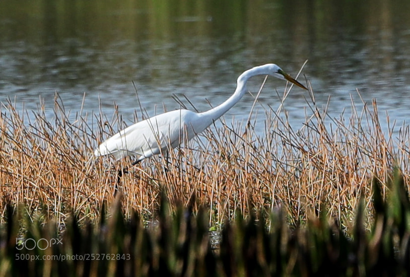 Canon EOS-1D X Mark II sample photo. 04-08-18-0011207.jpg photography