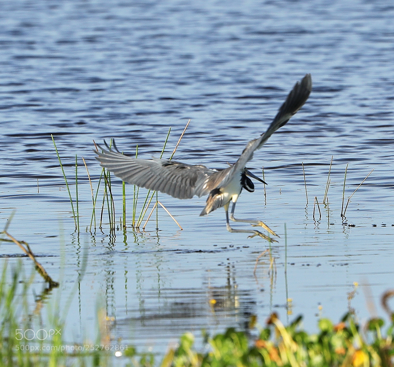 Canon EOS-1D X Mark II sample photo. 04-08-18-0011200.jpg photography