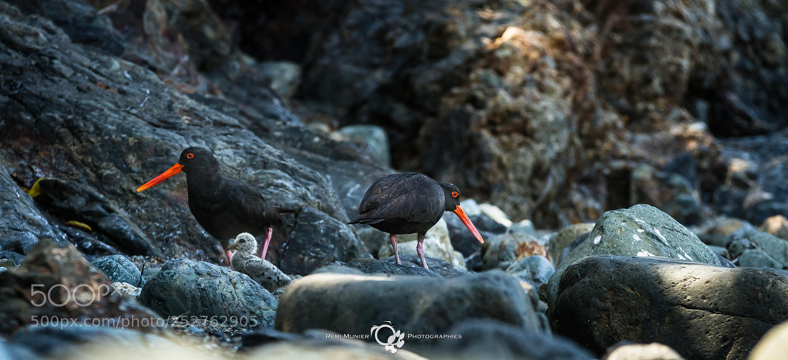 Canon EOS 7D sample photo. Variable oystercatcher (haematopus unicolor) photography