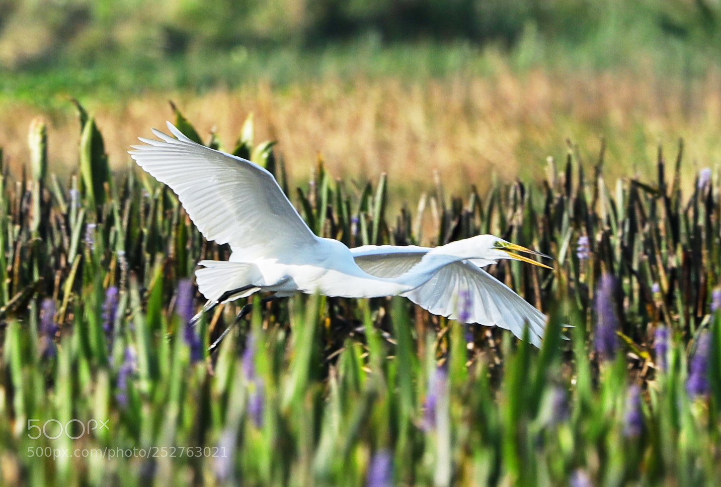 Canon EOS-1D X Mark II sample photo. 04-08-18-0011190.jpg photography