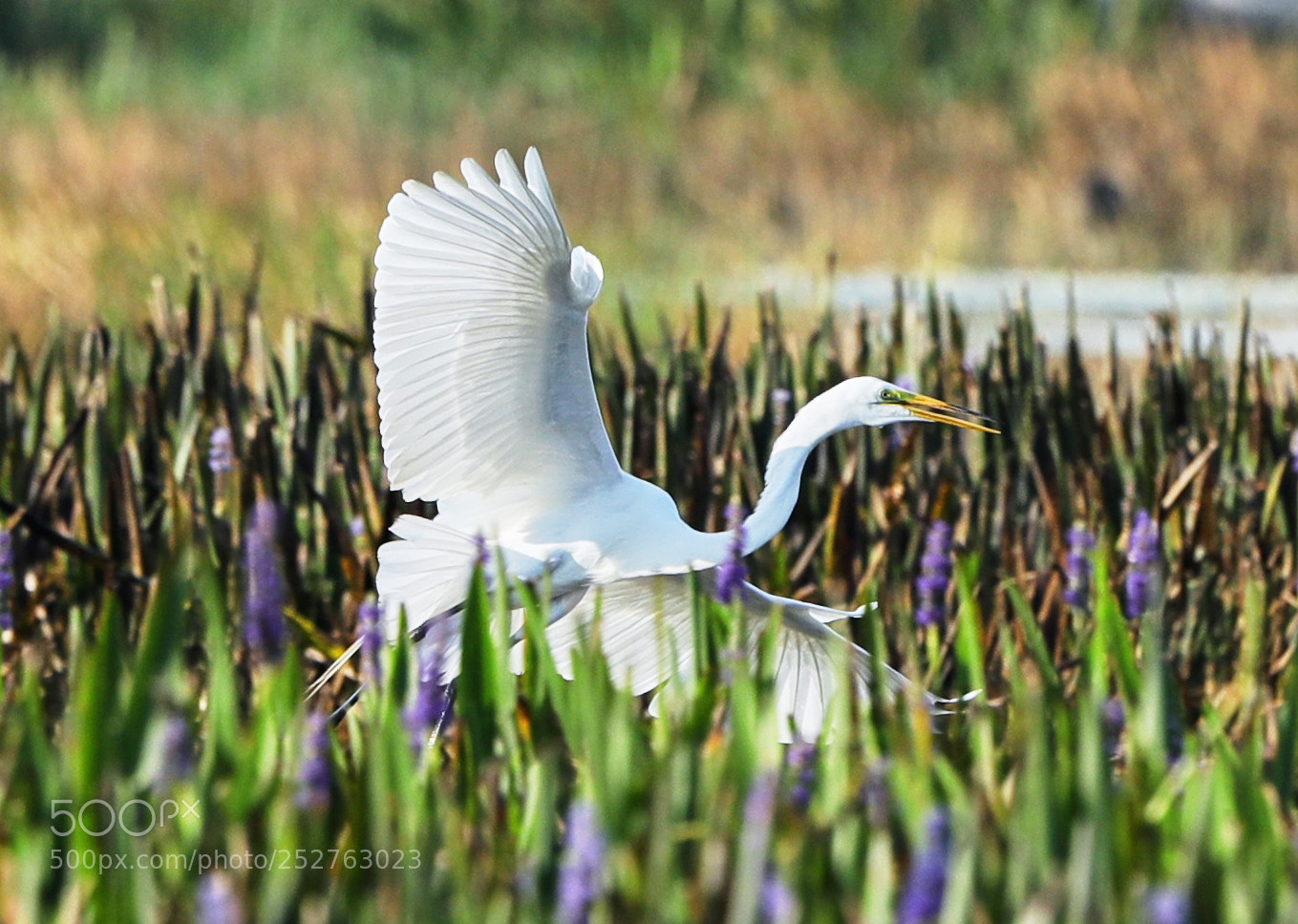 Canon EOS-1D X Mark II sample photo. 04-08-18-0011189.jpg photography