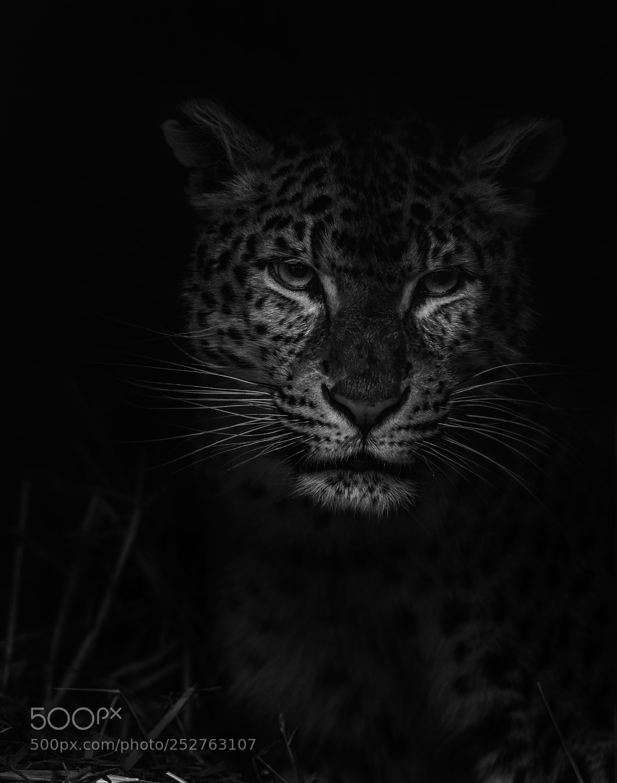 Nikon D5 sample photo. Leopard photography