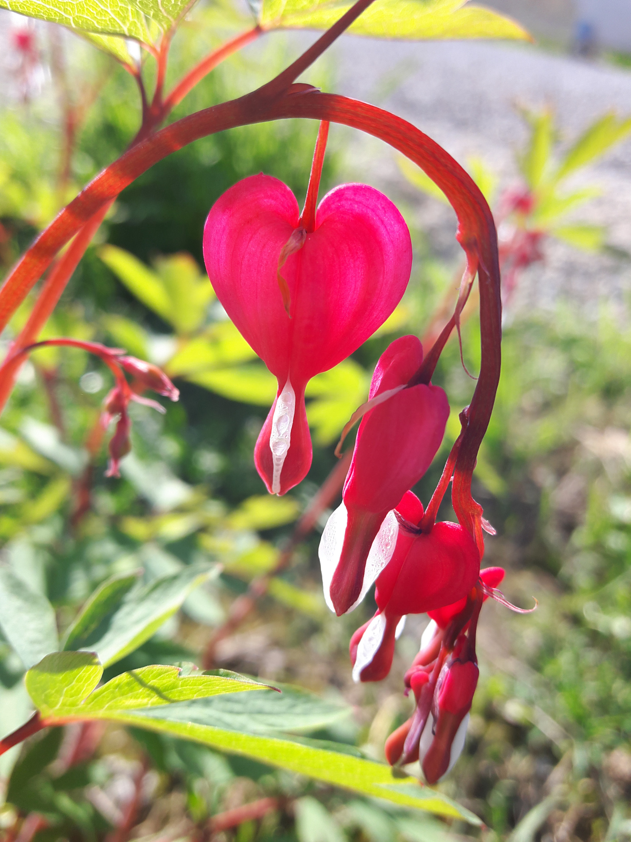 Samsung Galaxy A8 sample photo. Dicentra spectabilis.. photography