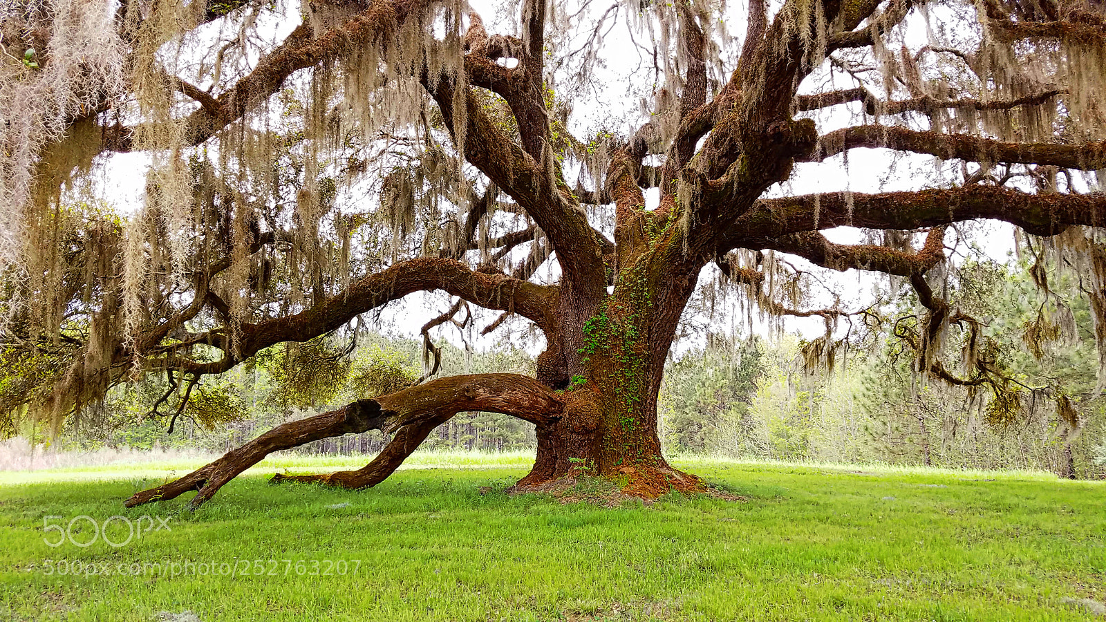 Samsung Galaxy S7 sample photo. Forrest gump oak tree photography